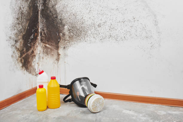 Best Residential Mold Removal  in Blaine, MN
