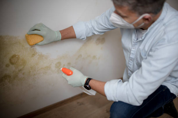 Mold Removal Process in Blaine, MN