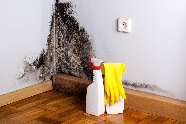 Best Professional Mold Removal  in Blaine, MN