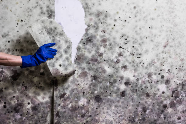Best Mold Removal Near Me  in Blaine, MN