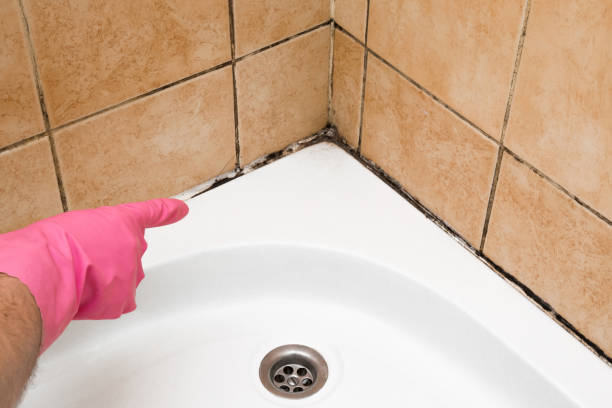 Best Affordable Mold Removal  in Blaine, MN